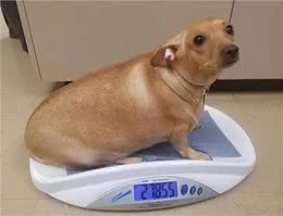 狗狗寿命有限，纠正5大慢性杀狗行为，让狗狗陪伴我们更久一些