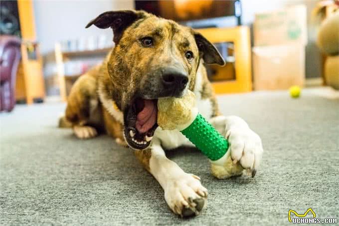 狗狗焦虑怎么办?你是如何缓解它的情绪?可以尝试以下的方法