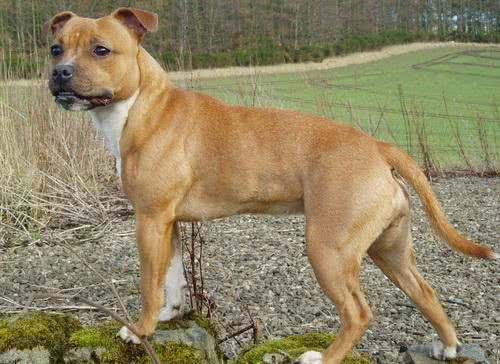 格斗犬比特的前身一个比一个横，熟不知原来他的祖先居然是敖犬