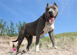 格斗犬比特的前身一个比一个横，熟不知原来他的祖先居然是敖犬