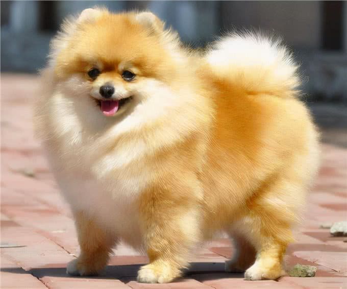 博美犬几岁开始训练?怎么训练才能让狗狗听话?具体怎么训练?