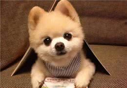 博美犬几岁开始训练?怎么训练才能让狗狗听话?具体怎么训练?