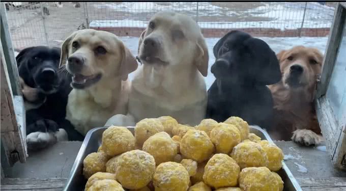 揭秘拉布拉多为何爱胖爱胖的原因