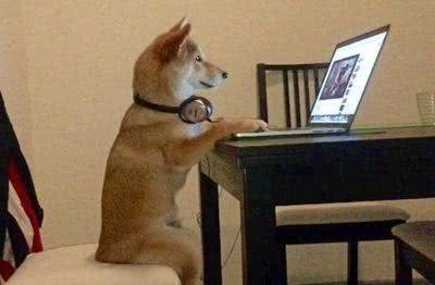 训练宠物狗的八大秘诀!