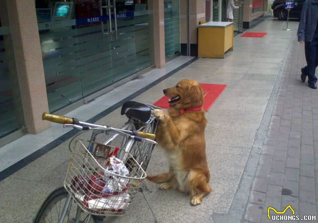 训练宠物狗的八大秘诀!