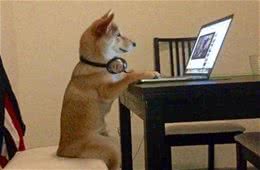 训练宠物狗的八大秘诀!