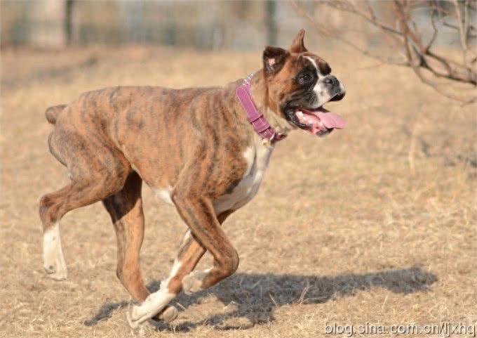 美国数量最多的家庭警卫犬:拳师犬,忠诚不二