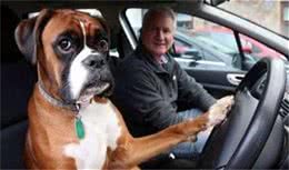 美国数量最多的家庭警卫犬:拳师犬，忠诚不二