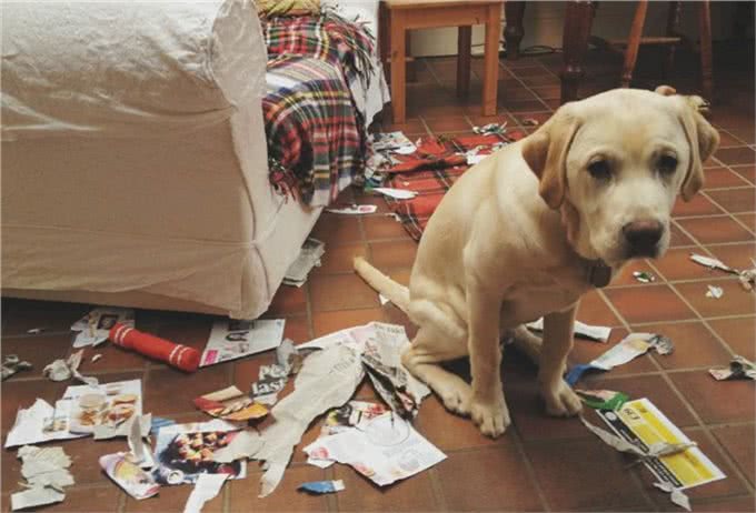 赶快把屋子收拾好，这7种东西狗狗最爱咬，不收拾就会被拆家