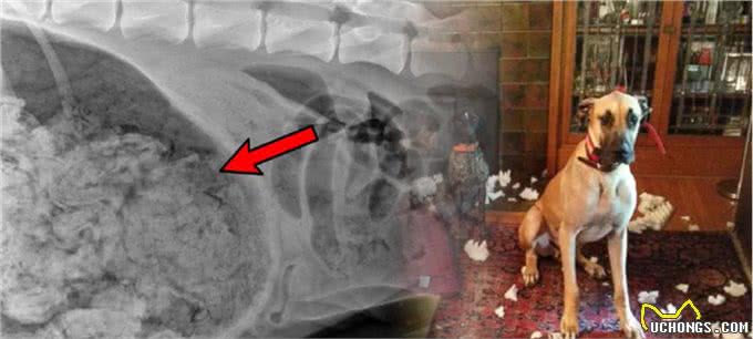 赶快把屋子收拾好，这7种东西狗狗最爱咬，不收拾就会被拆家