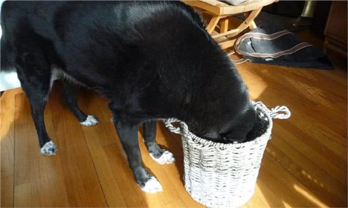 赶快把屋子收拾好，这7种东西狗狗最爱咬，不收拾就会被拆家