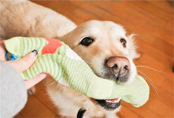 赶快把屋子收拾好，这7种东西狗狗最爱咬，不收拾就会被拆家