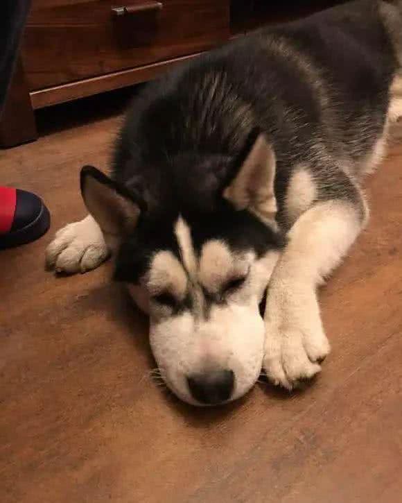 赶快把屋子收拾好，这7种东西狗狗最爱咬，不收拾就会被拆家