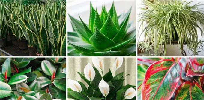 赶快把屋子收拾好，这7种东西狗狗最爱咬，不收拾就会被拆家