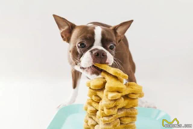 赶快把屋子收拾好，这7种东西狗狗最爱咬，不收拾就会被拆家