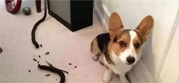 赶快把屋子收拾好，这7种东西狗狗最爱咬，不收拾就会被拆家