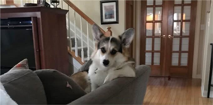 赶快把屋子收拾好，这7种东西狗狗最爱咬，不收拾就会被拆家