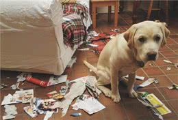 赶快把屋子收拾好，这7种东西狗狗最爱咬，不收拾就会被拆家