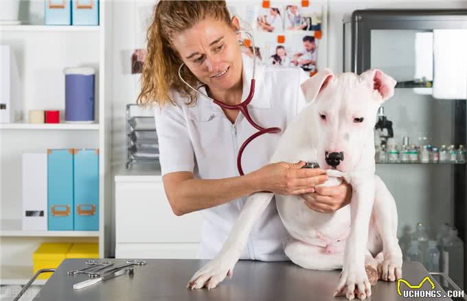 宠物出现排尿困难、腹泻等问题的时候请重视起来可能是前列腺脓肿