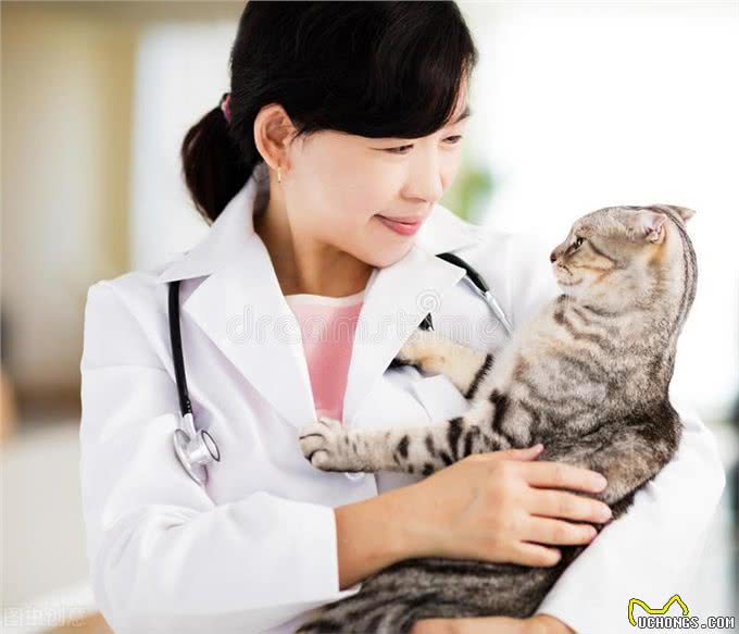 宠物出现排尿困难、腹泻等问题的时候请重视起来可能是前列腺脓肿