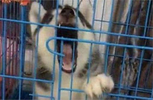 挑选狗狗时，这几句话是禁语，说了你就等着被骗吧