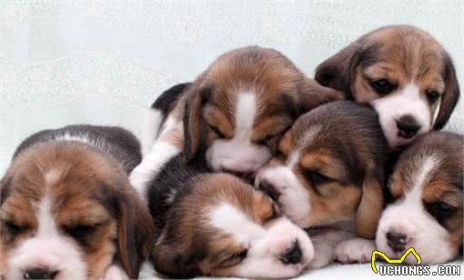 挑选狗狗时，这几句话是禁语，说了你就等着被骗吧