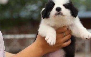 挑选狗狗时，这几句话是禁语，说了你就等着被骗吧