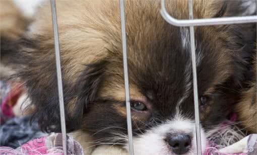 挑选狗狗时，这几句话是禁语，说了你就等着被骗吧