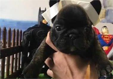 挑选狗狗时，这几句话是禁语，说了你就等着被骗吧