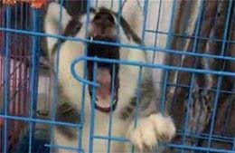 挑选狗狗时，这几句话是禁语，说了你就等着被骗吧