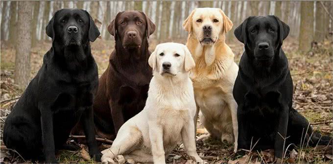 拉布拉多寻回犬,为啥这么受大家欢迎,它有什么历史起源