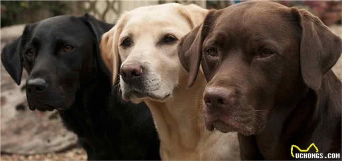 拉布拉多寻回犬,为啥这么受大家欢迎,它有什么历史起源