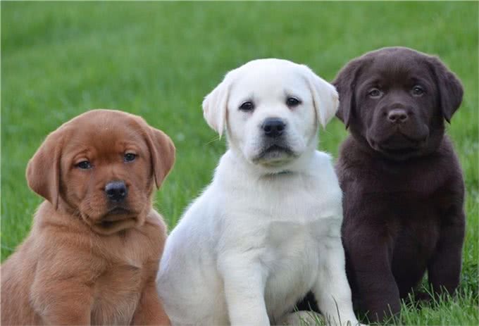 拉布拉多寻回犬，为啥这么受大家欢迎，它有什么历史起源