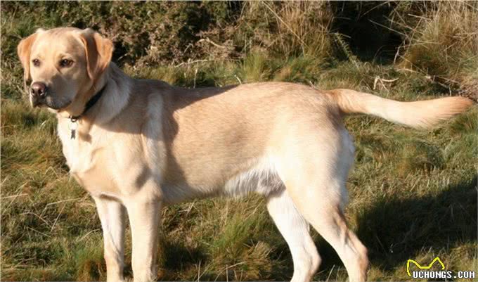 拉布拉多寻回犬,为啥这么受大家欢迎,它有什么历史起源