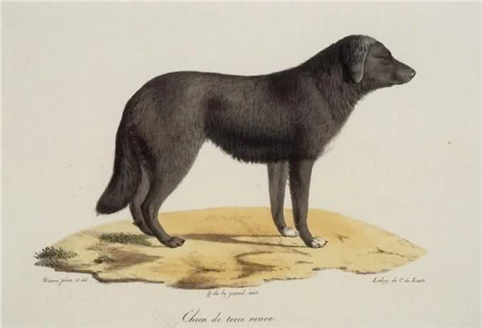 拉布拉多寻回犬,为啥这么受大家欢迎,它有什么历史起源