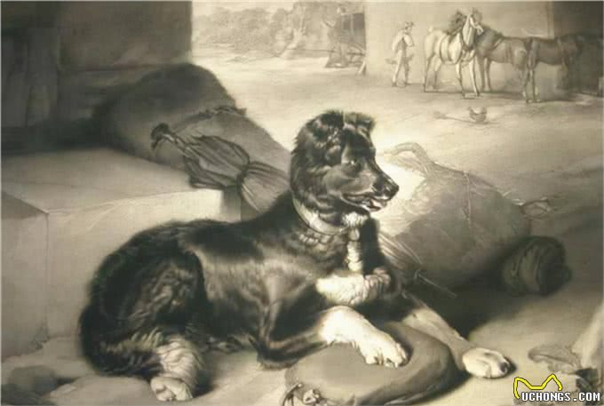 拉布拉多寻回犬,为啥这么受大家欢迎,它有什么历史起源