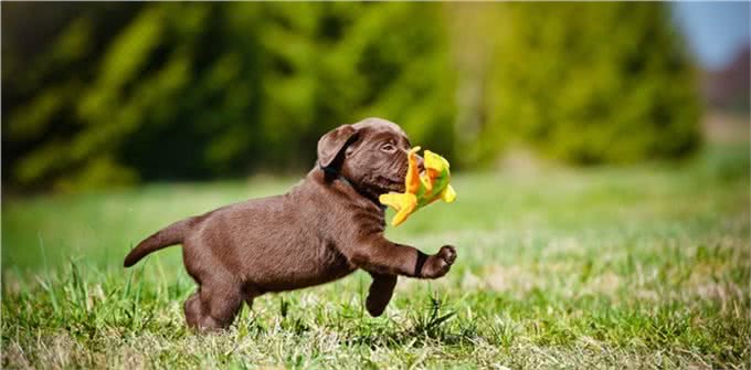 拉布拉多寻回犬,为啥这么受大家欢迎,它有什么历史起源