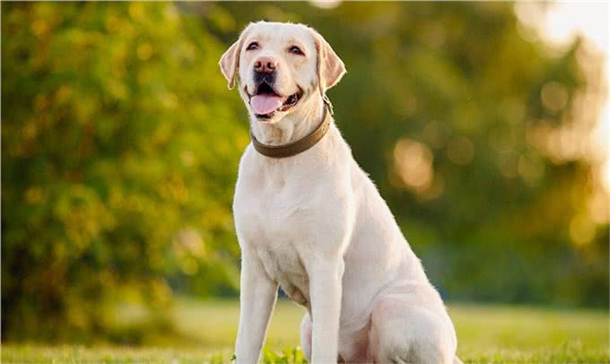 拉布拉多寻回犬,为啥这么受大家欢迎,它有什么历史起源