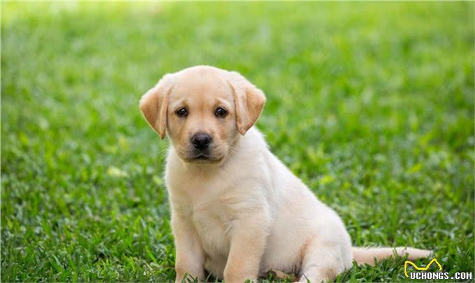 拉布拉多寻回犬,为啥这么受大家欢迎,它有什么历史起源