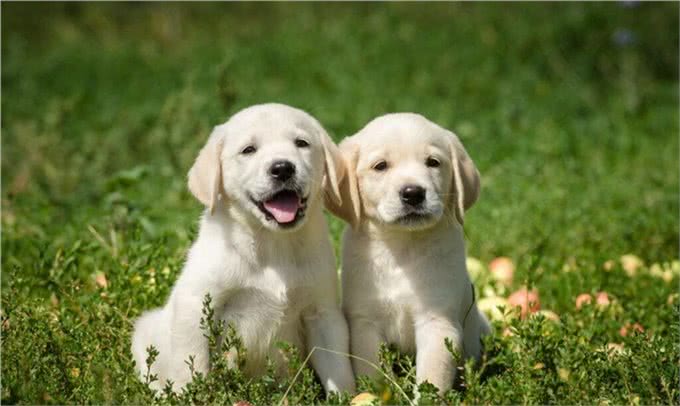 拉布拉多寻回犬,为啥这么受大家欢迎,它有什么历史起源