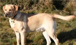 拉布拉多寻回犬，为啥这么受大家欢迎，它有什么历史起源