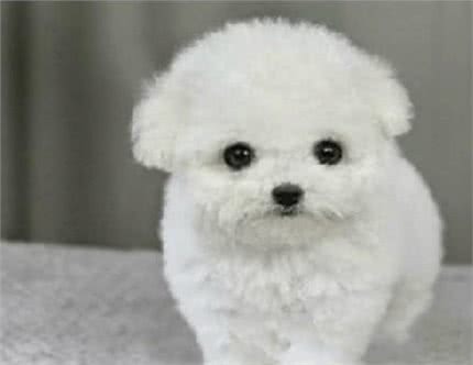 比熊犬多少钱一只?如何挑选品相好的比熊犬?