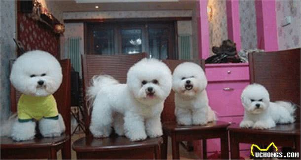 比熊犬多少钱一只?如何挑选品相好的比熊犬?