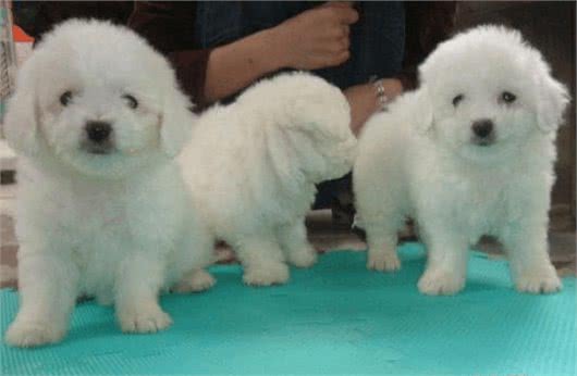 比熊犬多少钱一只?如何挑选品相好的比熊犬?