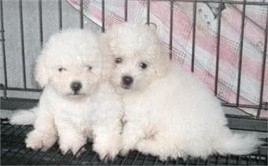 比熊犬多少钱一只?如何挑选品相好的比熊犬?