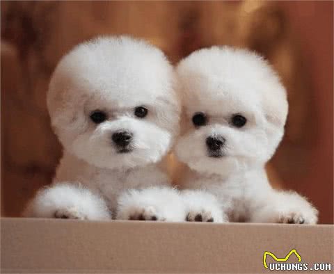 比熊犬多少钱一只?如何挑选品相好的比熊犬?