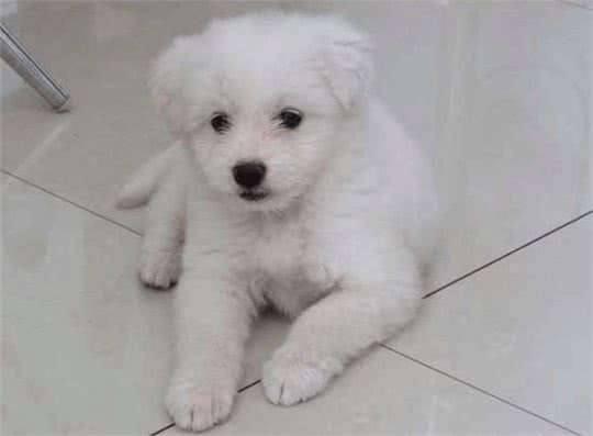 比熊犬多少钱一只?如何挑选品相好的比熊犬?