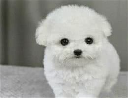 比熊犬多少钱一只?如何挑选品相好的比熊犬?