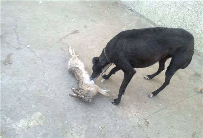 教大家关于训练猎犬的知识，多年养狗的经验总结