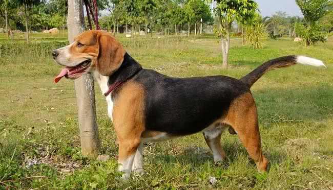 教大家关于训练猎犬的知识，多年养狗的经验总结